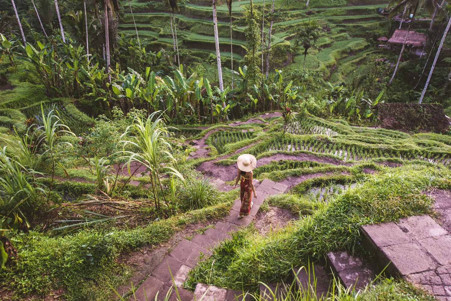 Traveller exploring Bali's rice terraces and temples with a planned itinerary